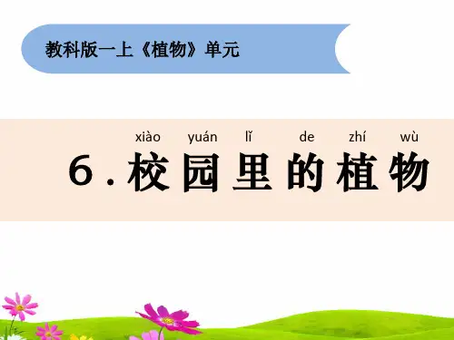 最新教科版一年级科学上册《校园里的植物》精品课件