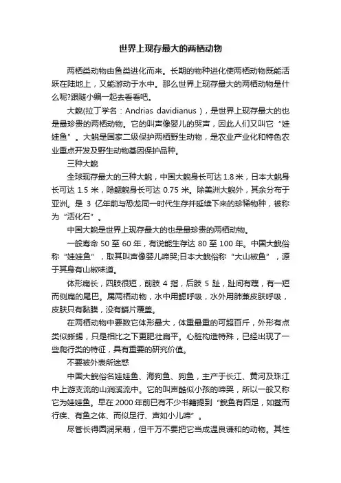 世界上现存最大的两栖动物