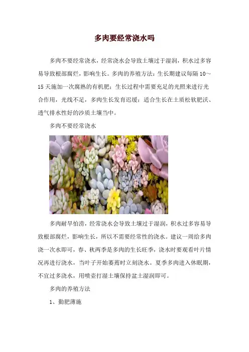 多肉要经常浇水吗
