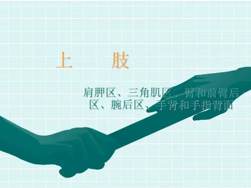 局部解剖学-9.肩胛区、三角肌区、臂和前臂后区、腕后区、手背和手指背面