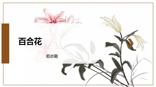《百合花》精品课件公开课