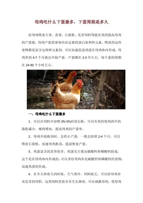 母鸡吃什么下蛋最多,下蛋周期是多久