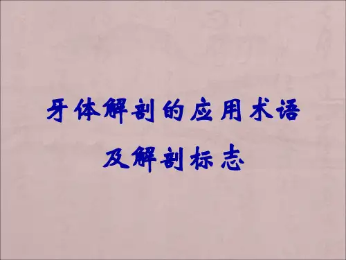 牙体解剖的应用术语及解剖标志