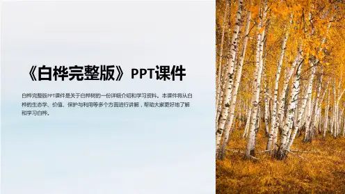 《白桦》课件