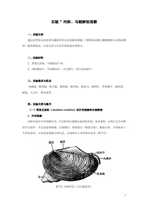实验五软体动物解剖观察