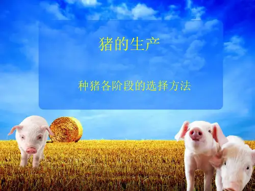 后备猪的选留后备猪的选择一般分三个阶段