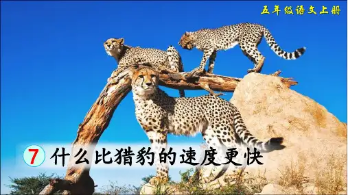 部编人教版五年级语文上册第7课《什么比猎豹的速度更快》优秀课件(共74张PPT)