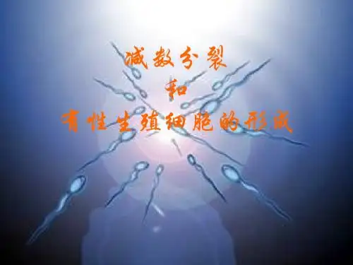 【高中生物】减数分裂ppt38