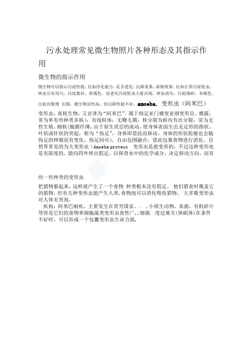 污水生物处理法常见微生物照片及其指示作用高清图片