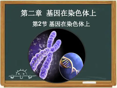 人教版高中生物必修二《基因在染色体上》课件(1)