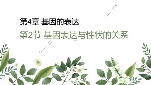 4.2 基因表达与性状的关系-高一生物下学期课件(人教版2019必修2)