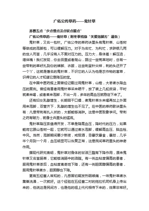 广佑公传草药——鬼针草