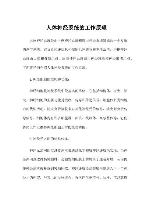 人体神经系统的工作原理