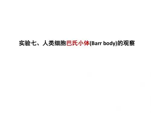 试验七人类巴氏小体的观察