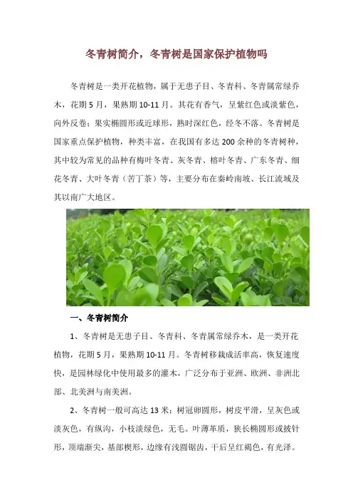 冬青树简介,冬青树是国家保护植物吗