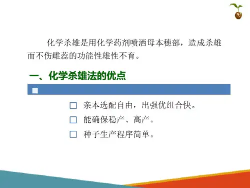 小麦杂交种种子生产—小麦化杀杂交制种