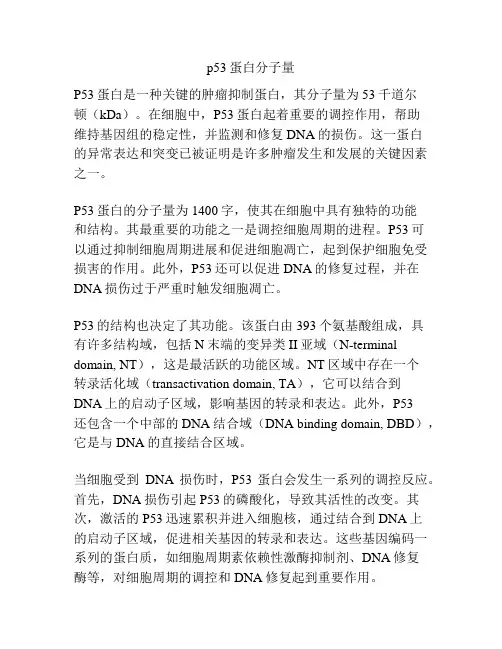 p53蛋白分子量