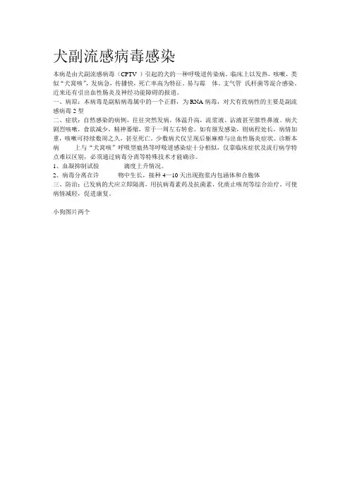 犬副流感病毒感染