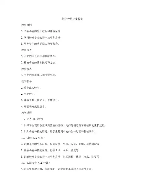 初中种植小麦教案