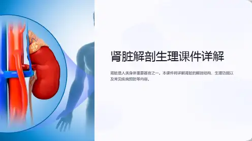 肾脏解剖生理课件详解