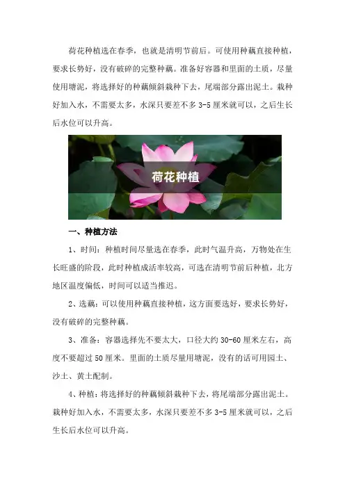 荷花种植方法,荷花的生长过程