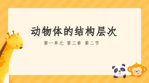 第二节动物体的结构层次课件2024-2025学年人教版生物七年级上册