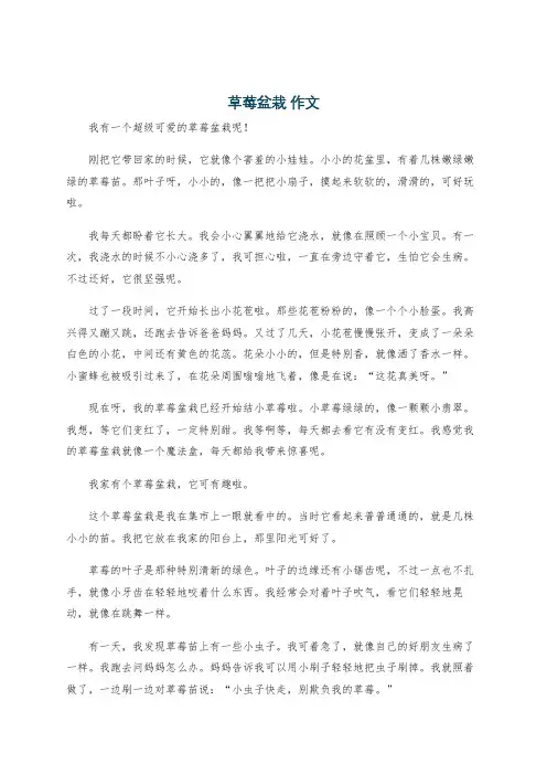 草莓盆栽 作文