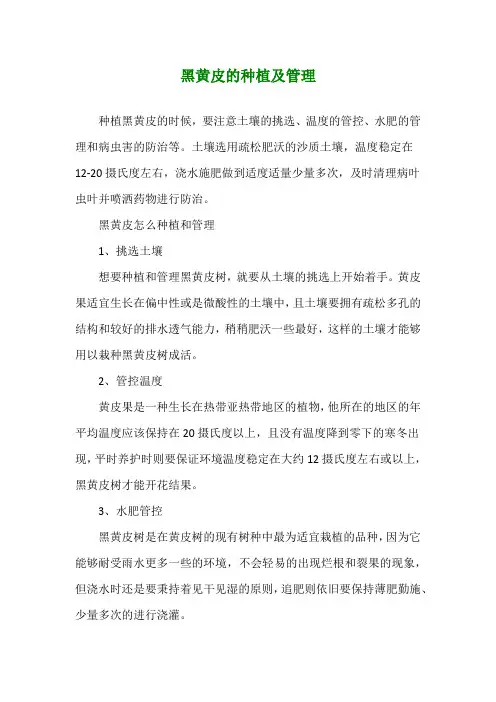 黑黄皮的种植及管理