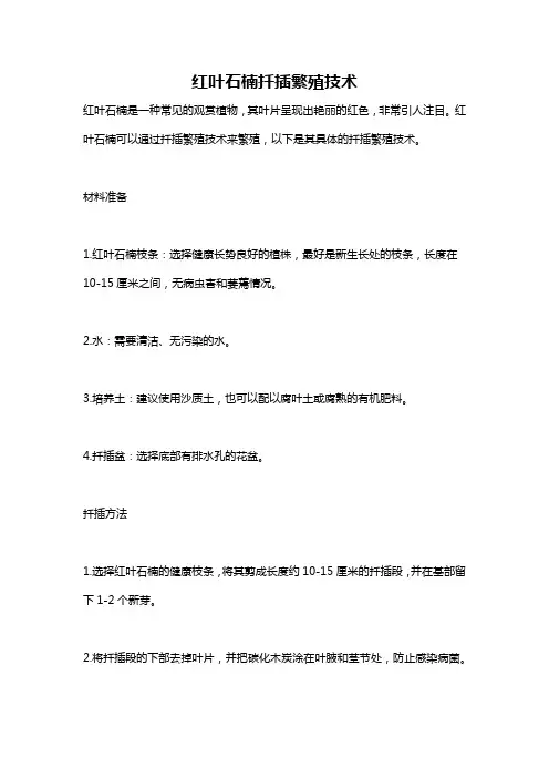 红叶石楠扦插繁殖技术