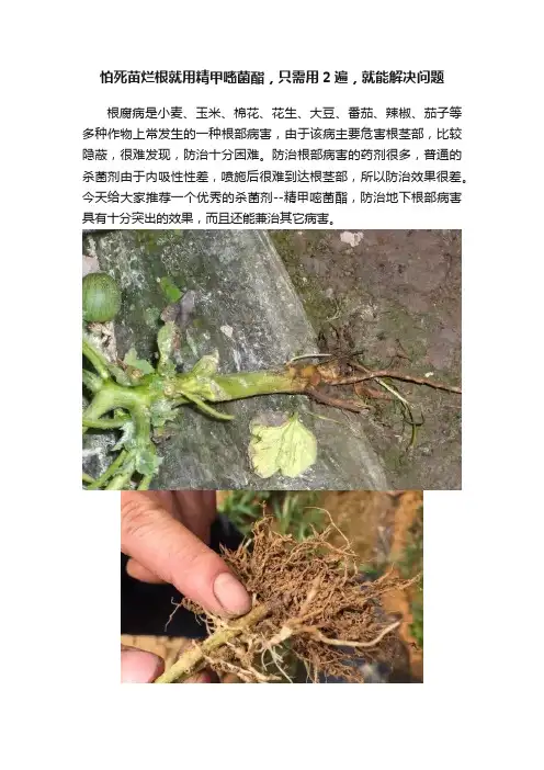 怕死苗烂根就用精甲嘧菌酯，只需用2遍，就能解决问题