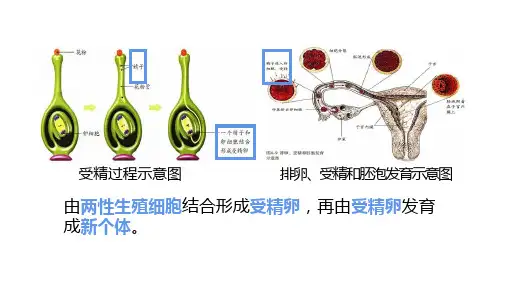 生物八年级下册植物的生殖课件