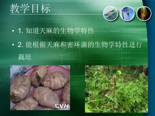 天麻栽培技术蔡建良