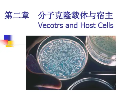 第二章  分子克隆载体与宿主