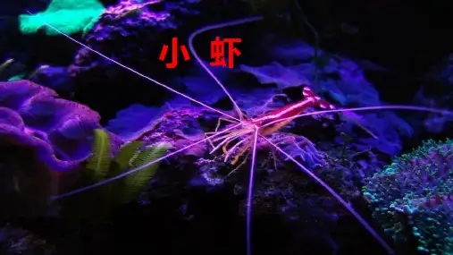 《小虾》ppt课件