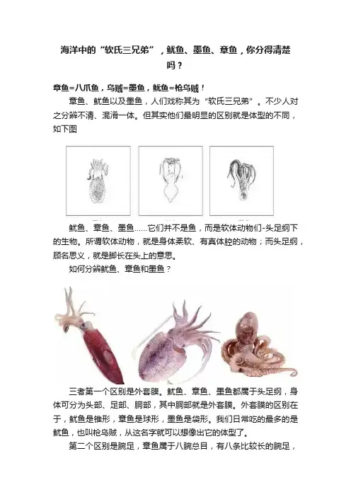 海洋中的“软氏三兄弟”，鱿鱼、墨鱼、章鱼，你分得清楚吗？
