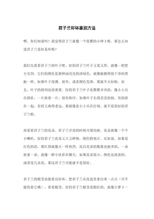 君子兰好坏鉴别方法