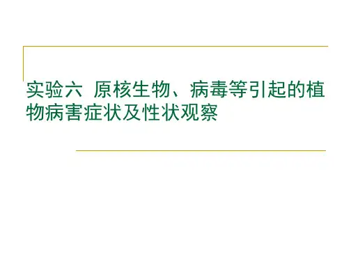 普通植物病理学实验实验六_植物病原细菌
