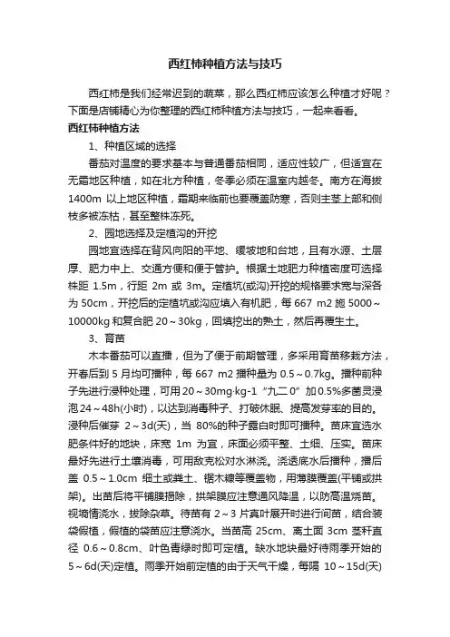 西红柿种植方法与技巧
