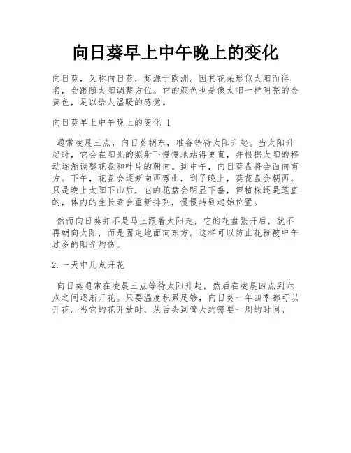 向日葵早上中午晚上的变化