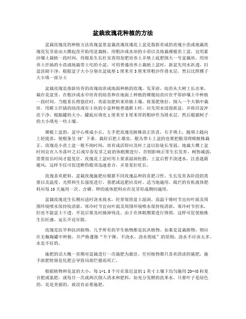 盆栽玫瑰花种植的方法