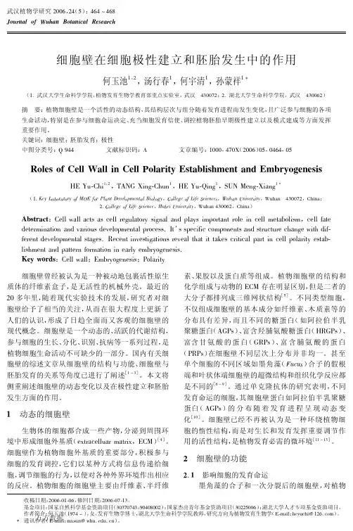 细胞壁在细胞极性建立和胚胎发生中的作用