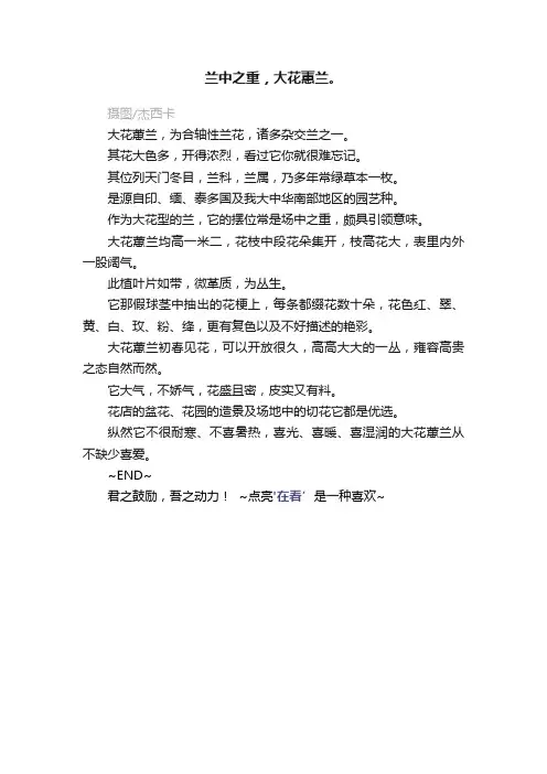 兰中之重，大花蕙兰。