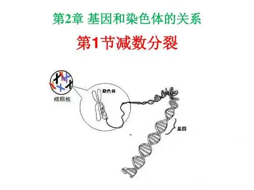 生物必修二第二章第1节 减数分裂和受精作用