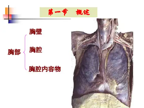 胸部局部解剖