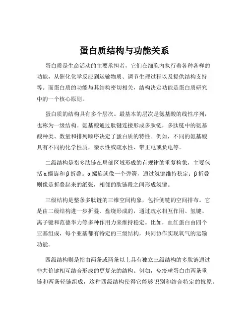 蛋白质结构与功能关系