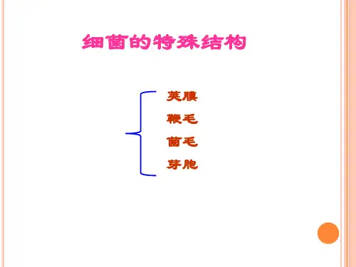 92.6细菌特殊结构荚膜