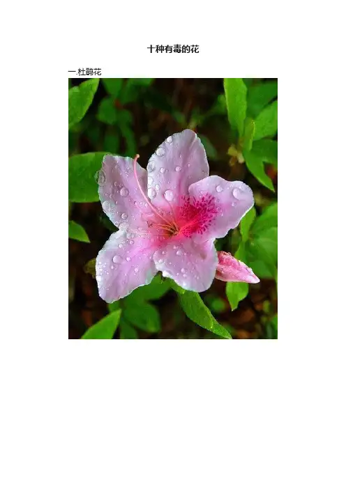 十种有毒的花
