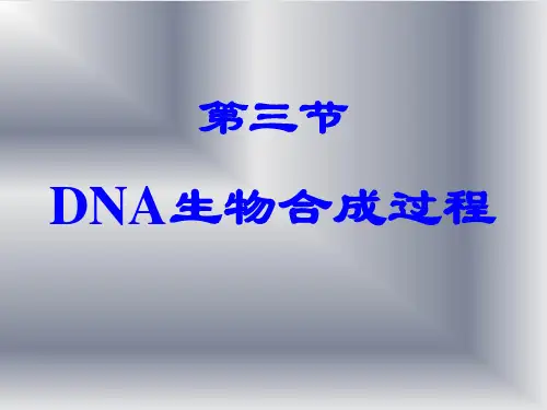 DNA生物合成过程