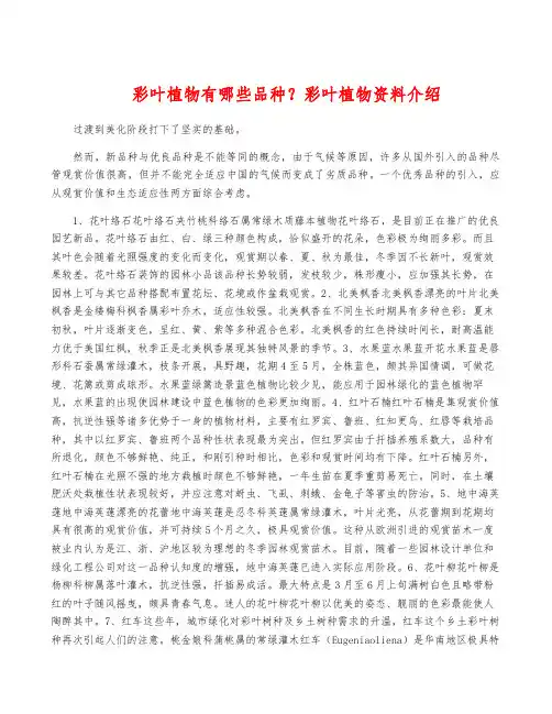 彩叶植物有哪些品种？彩叶植物资料介绍