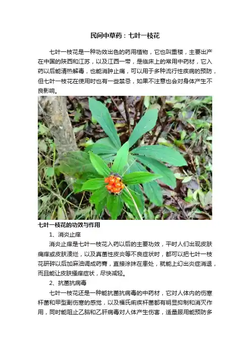 民间中草药：七叶一枝花
